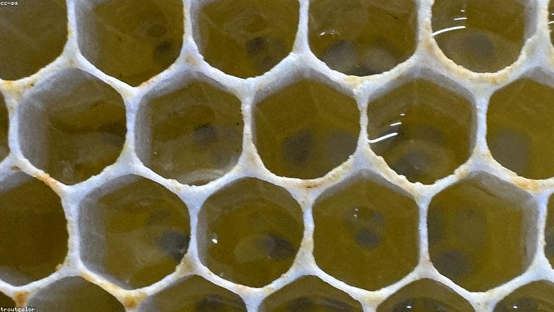 Honey Bees